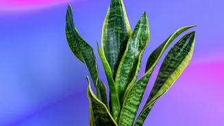 Care tips for Snake Plant and Peace Lily