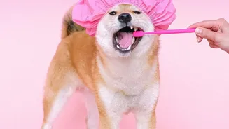 Brushing Frequency Depends on Coat Length and Tangle Risk