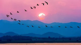 How Atmospheric Infrasound Waves Help Birds Detect Distant Mountain Ranges And Coasts