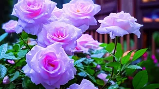 Delhi's Amrit Udyan Season: How To Make A Rain-Ready Visit Plan