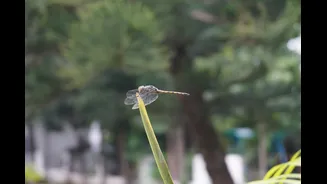 Dragonfly Survey Highlights Delhi's Wetland Health