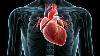 Enlarged Heart on X-ray? Why It Might Be Perfectly Fine and What to Watch For