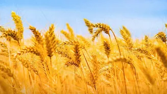 Punjab Crop Diversification: What Farmers and Policy Readers Need to Know