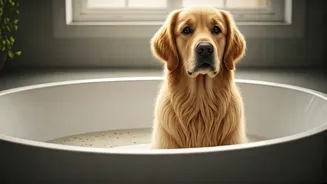 Calm Pet Skin Rashes This Monsoon Doing Oatmeal Infused Soaks