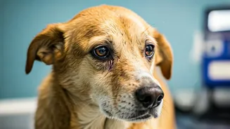 Canine Distemper Is Dangerous for Dogs