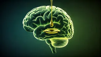 Unlock Your Brain's Potential: The Memory-Boosting Power of Extra Virgin Olive Oil