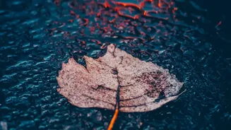 Rainy-Season Sleep Guide: Understanding Humidity And Rest