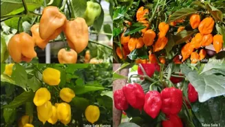 Pedas Nampol! Cabai Habanero Lokal Pertama di RI Lahir dari Ilmuwan IPB