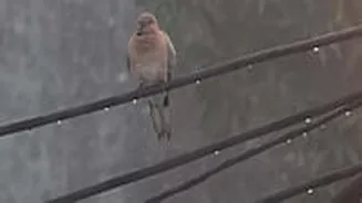 Madhya Pradesh January 30, 2026, Weather Update: Rain Alert For Next 3 Days; Dense Fog, Cold Winds Bring Chills To State