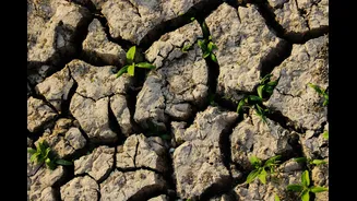 India Faces Water and Power Shortages Amid Weak Monsoon