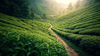 Discover Serene Tea Havens: Unforgettable Plantations Beyond the Tourist Trail