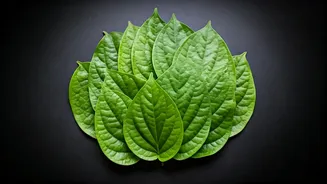 Betel Leaf: A Wellness Symbol for India
