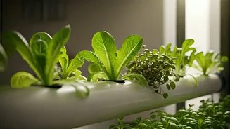Soilless Greens Are Perfect For Apartment Plant Parents