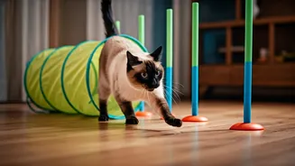 Rainy Weather Pet Tips: Buy Indoor Agility Obstacle Cat Toys