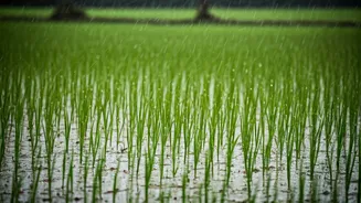 Why Singing In Rain Is Key Ritual For Goa