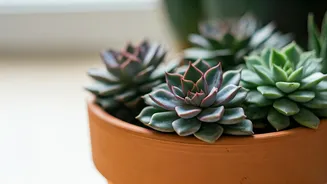Revive Your Succulents: 5 Simple Tricks for Thriving Plants