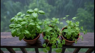 Before the Next Step, Check Bengaluru's Rain-Fed Planting Window and Balcony Herbs