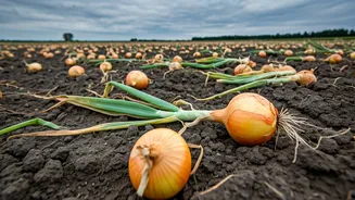 Maharashtra Farmers Face Onion Crisis: Tears & Ruined Hopes
