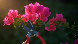 Bougainvillea Pruning Is The Drama Control Step