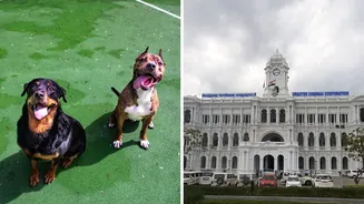 Chennai shuts door on new Pit Bull, Rottweiler licences from December 20: Why the ban misses the point