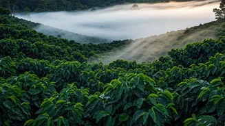 Catch Pre Monsoon Fog At Misty Chikmagalur Coffee Estates