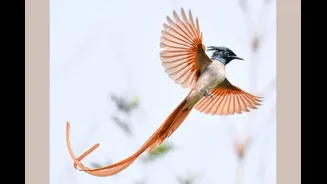 North India’s Summer Skies Are Filled With These 10 Stunning Birds
