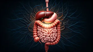 The Gut-Brain Connection: How Stress Triggers Bloating and How to Find Relief