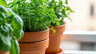Cultivate Fresh Monsoon Herbs Inside Vertical Terracotta Balcony Pots