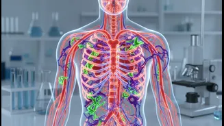 Exercise And Weight-Loss Medication Research Could Reshape Everyday Decisions Around Blood Vessels, Inflammation And Weight Maintenance