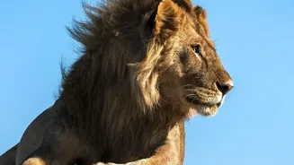 Gujarat's Asiatic Lions Are Expanding Beyond Gir, With Barda In Focus