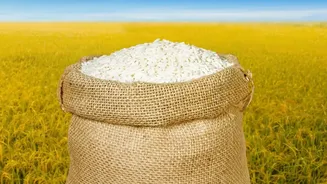Punjab's Cotton-to-Paddy Shift: What Farmers and Policy Readers Should Watch Next
