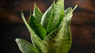 Low Maintenance Air Purifying Greenery Snake Plants And Pothos Transform Small Bedroom Desks