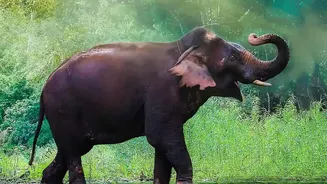 Monsoon Months Are Giving August Wildlife Tourism A Strong Boost