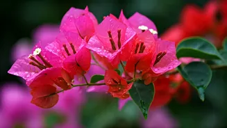 Exotic Origins: 5 Beloved Plants in India That Aren't Native