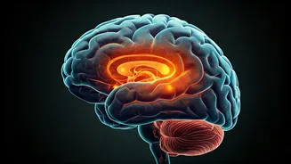 Vipassana Meditation Helps Your Brain