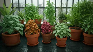 Balcony Gardening Gets Easier During Monsoon