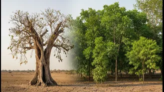 Drought Risk Across Tall And Small Tropical Trees: The First Step Is To Compare Species Traits Instead Of Tree Size Alone