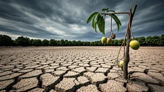 Konkan's Alphonso Crisis: Erratic Weather Devastates Mango Harvests, Growers Face Steep Losses