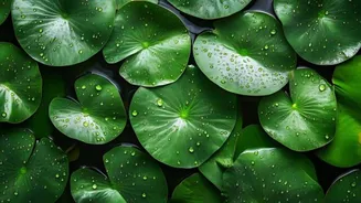 Why you should know about waterleaf