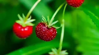 One Imported Strawberry Mother Plant Can Produce Dozens of Farm Plants
