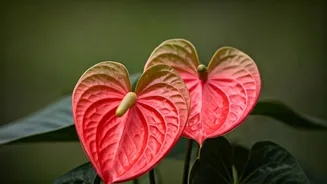 Aesthetic Plant Parents Obsess Over Propagating Beautiful Indoor Anthuriums
