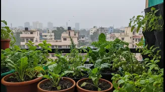 How Monsoon Balcony Micro-Gardens Could Help Urban Renters and Home Gardeners Grow Useful Food in Limited Space