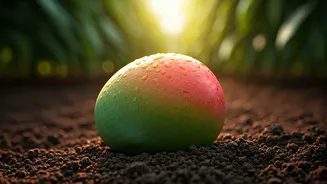 Small Farmers Put Lucknow On Global Food Maps via Mangoes