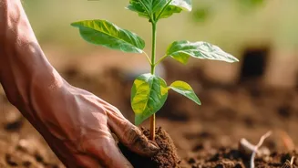 A Plant Can Need Fresh Soil without Needing a Much Larger Pot