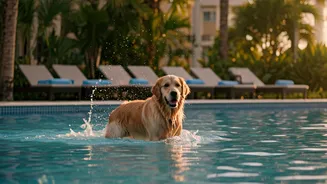 Pet Parents Book Splash Pool Resorts For Summer Travel
