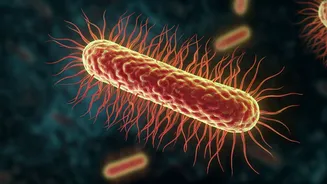 Plague History Is Getting A Genetic Update