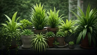 Small Homes Can Grow Monsoon-Proof Corners