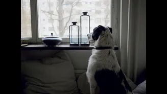How to Keep Pets Safe During India's Festive Season