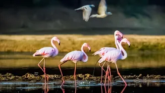 Why Stopover Wetlands Matter as Migratory Bird Numbers Fall