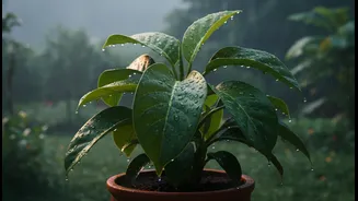 Monsoon Plant Care Needs Practical Timing